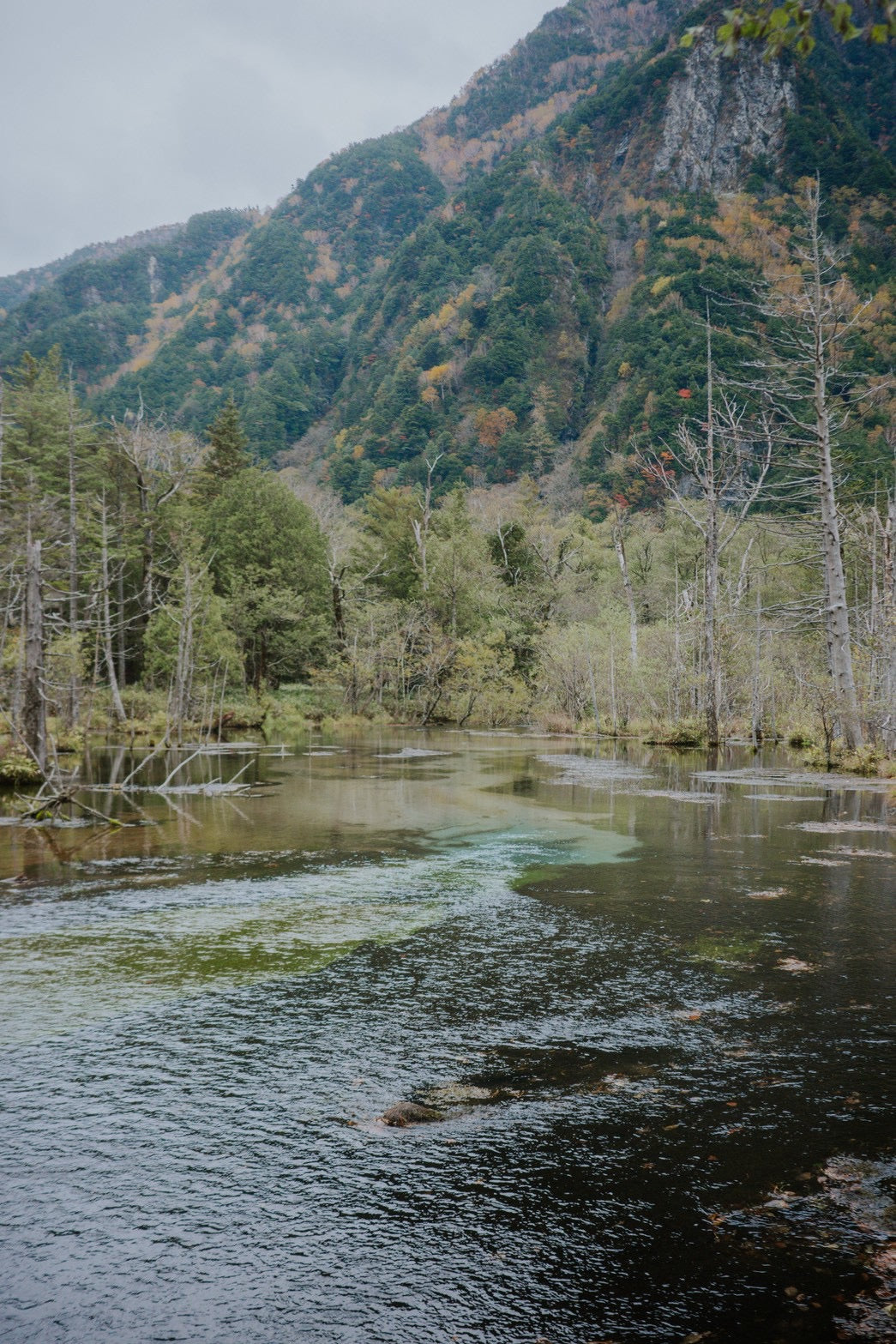 隠された風景：内なる花を発見する