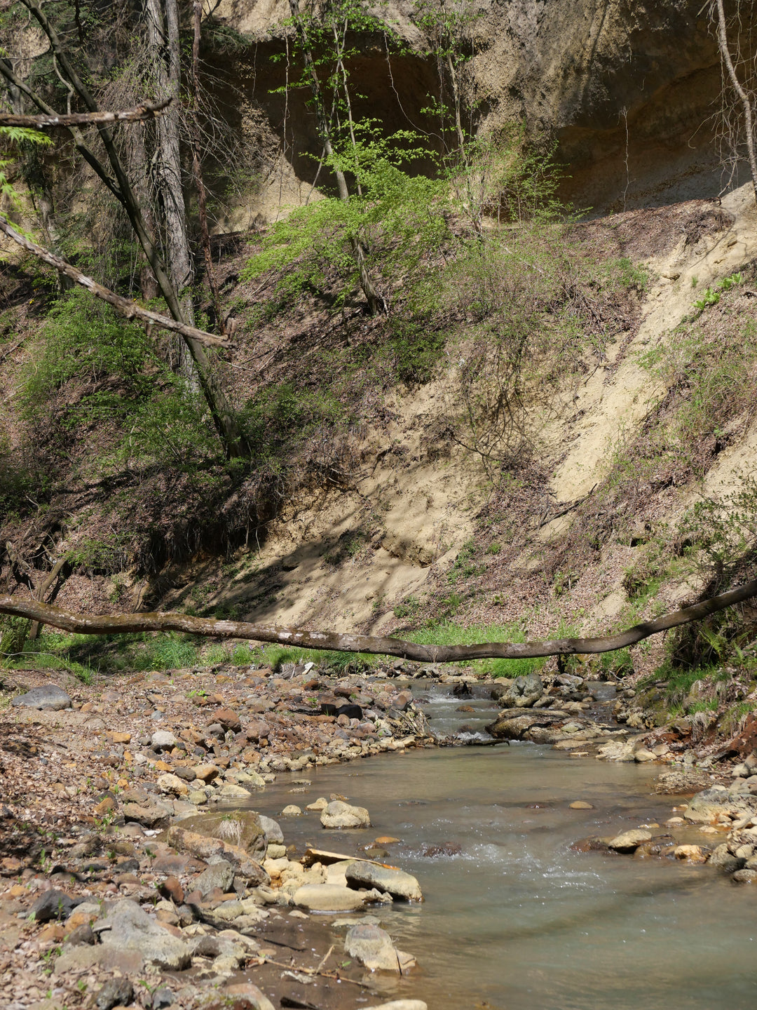 Mountain Foraging with Duca Farm (April - mid December)