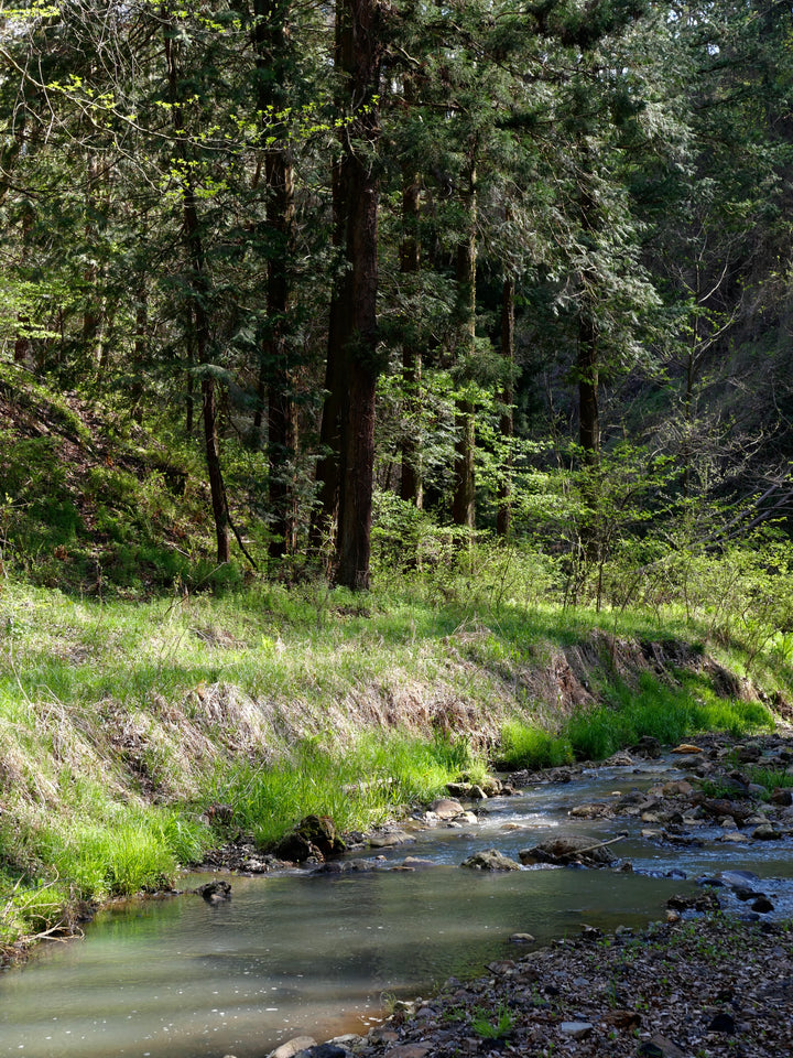 Mountain Foraging with Duca Farm (April - mid December)