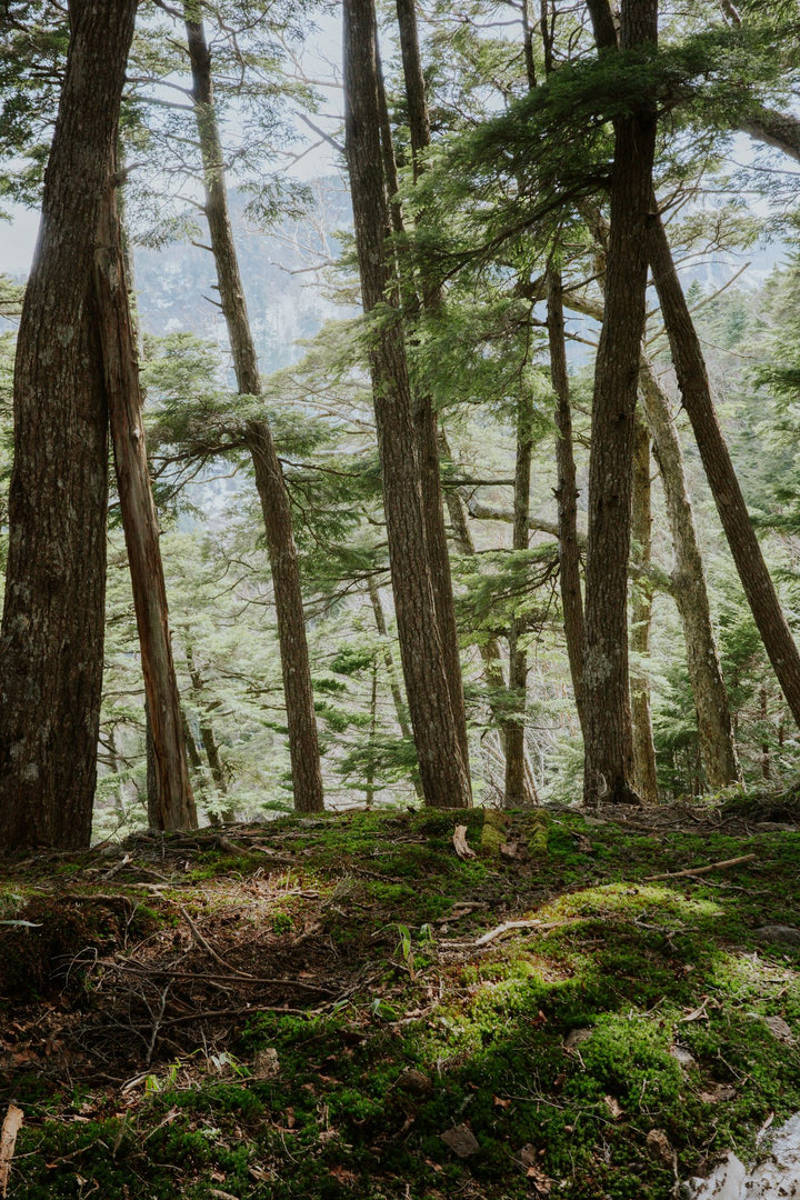 Yatsugatake Spring Trekking - Sakura in the Sky, April 2027