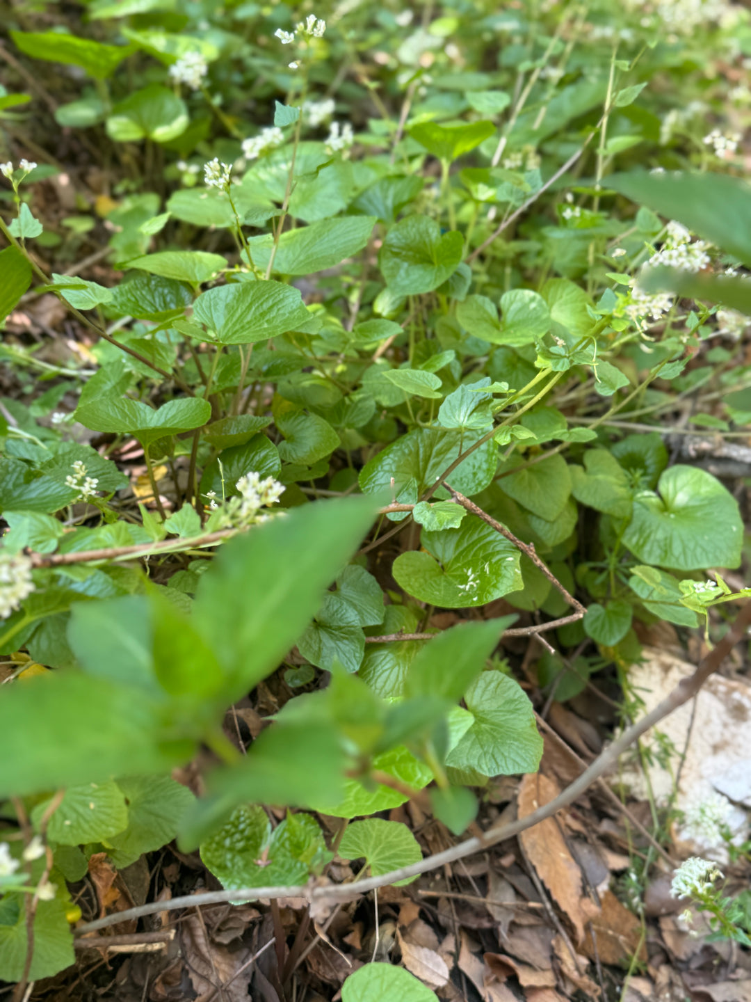 Mountain Foraging with Duca Farm (April - mid December)