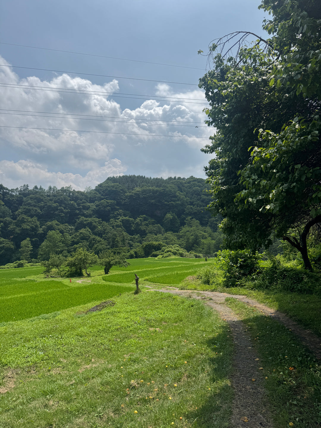 Sake Brewery Private Tour