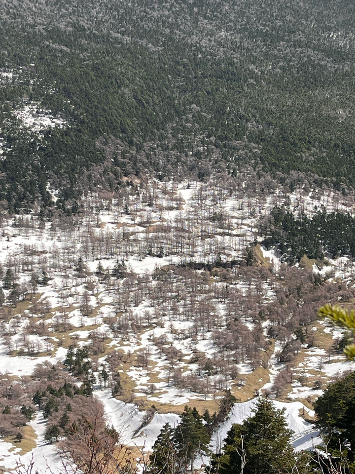 Yatsugatake Spring Trekking - Sakura in the Sky, April 2027
