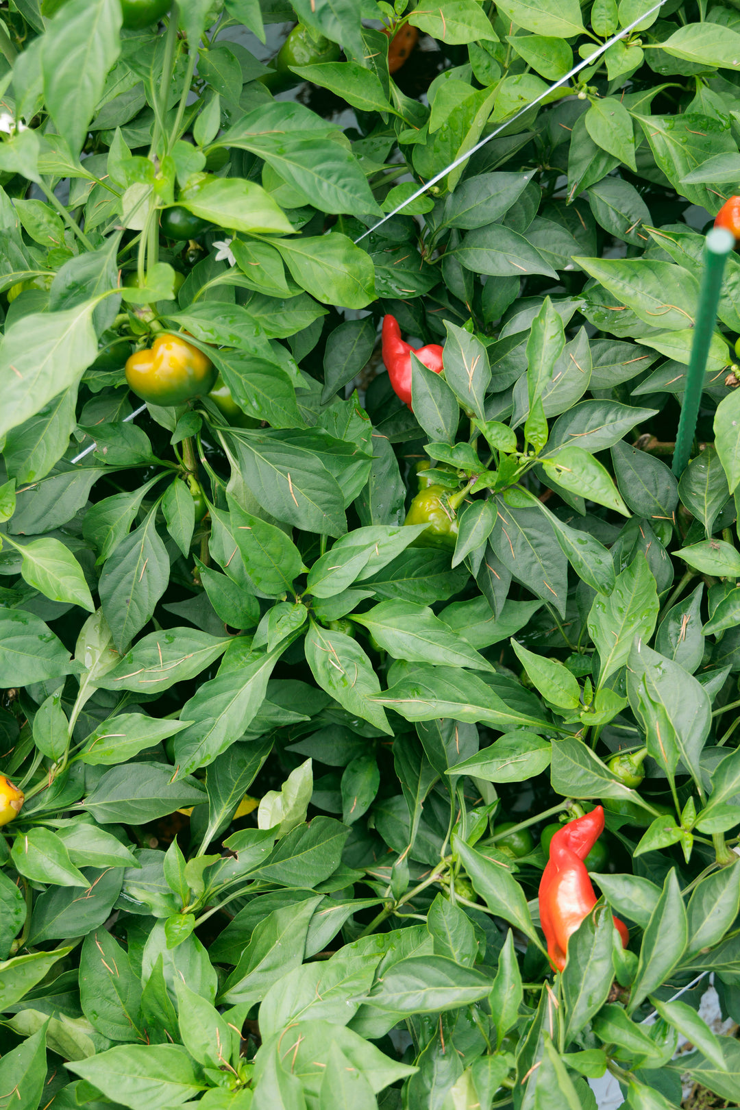 Farm Visit and Dinner Package (Friday - Sunday, May - November)