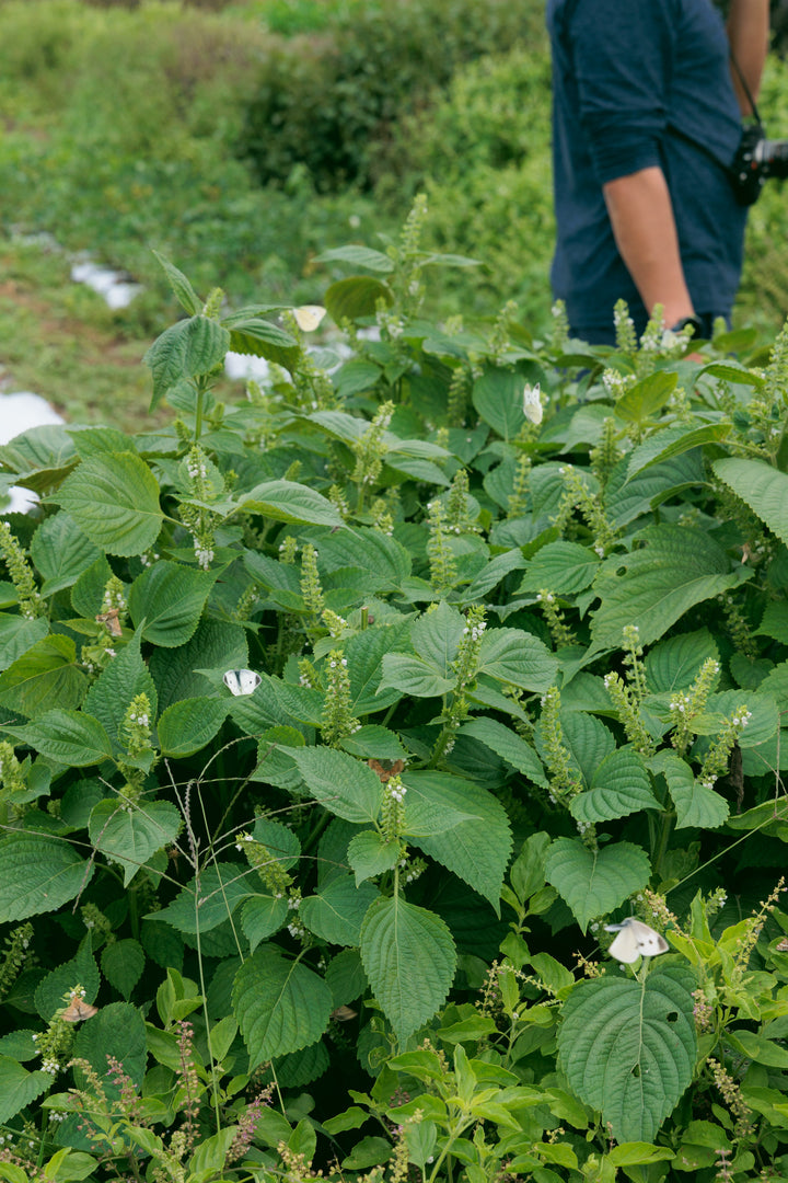 Farm Visit and Dinner Package (Friday - Sunday, May - November)