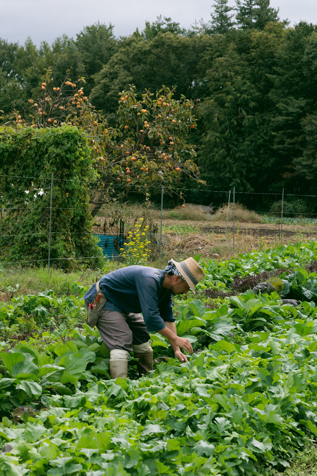 Farm Visit and Dinner Package (Friday - Sunday, May - November)