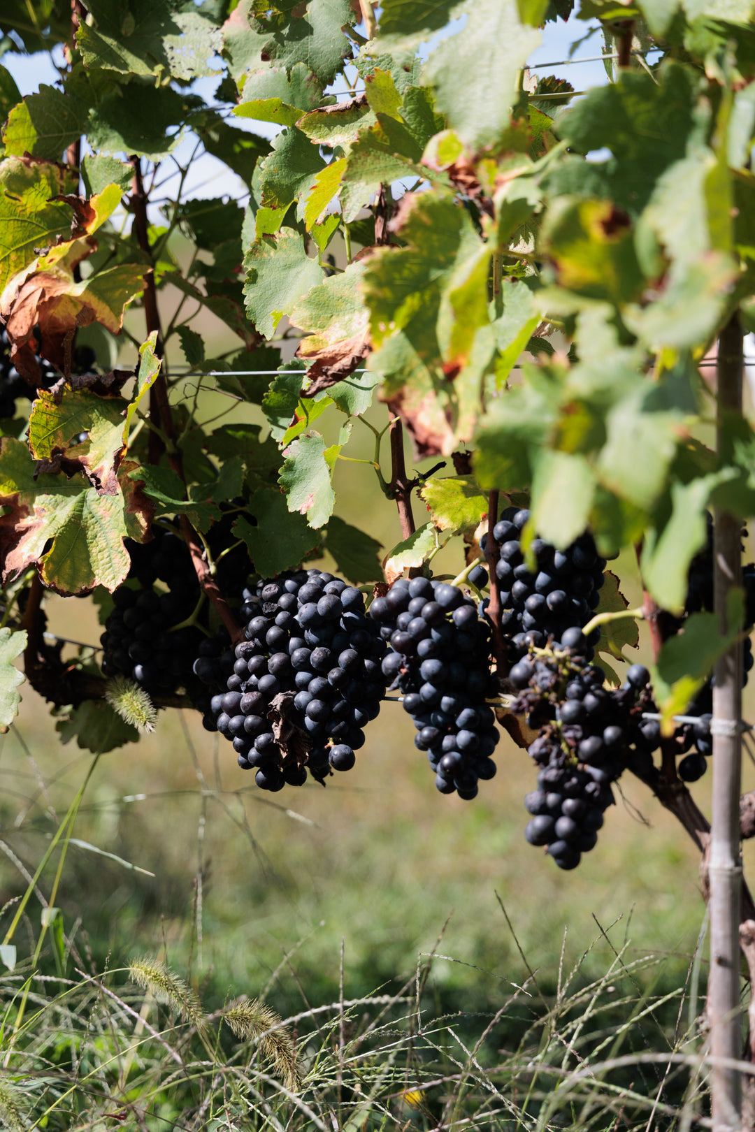初開催 ワインツアー - 日本最高峰を巡る旅(長野・山梨)