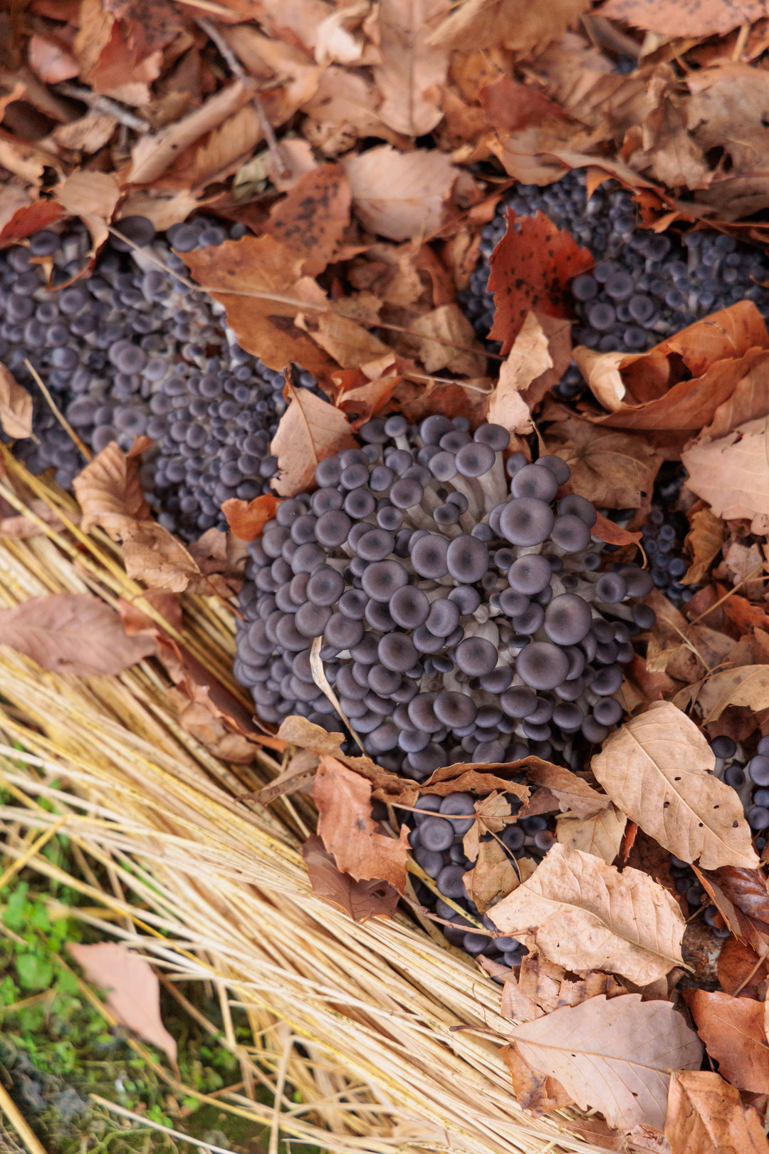 初開催 ワインツアー - 日本最高峰を巡る旅(長野・山梨)