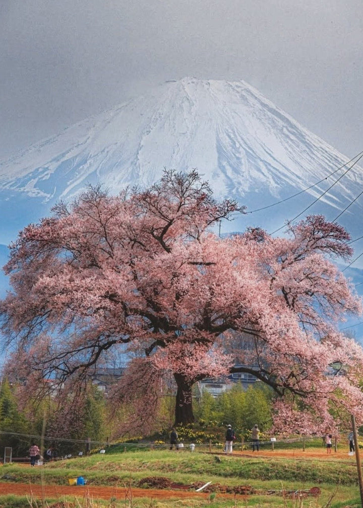 Yatsugatake Spring Trekking - Sakura in the Sky, April 2027