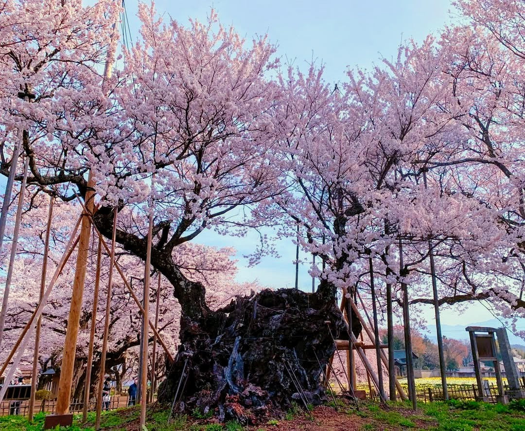 Yatsugatake Spring Trekking - Sakura in the Sky, April 2027