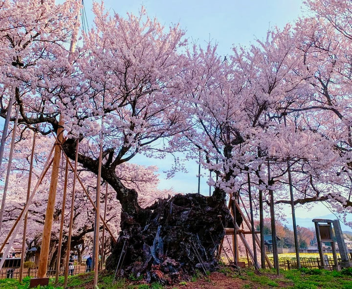 Yatsugatake Spring Trekking - Sakura in the Sky, April 2027